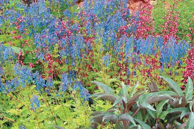 Corydalis elata, Fumewort, Fumitory, Blue Corydalis, Blue Fumewort, Blue Flowers